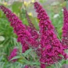 Budleja Dawida 'Magenta Munchkin' (Buddleja davidii) Doniczka 2.0L