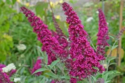 Budleja Dawida 'Magenta Munchkin' (Buddleja davidii) Doniczka 2.0L
