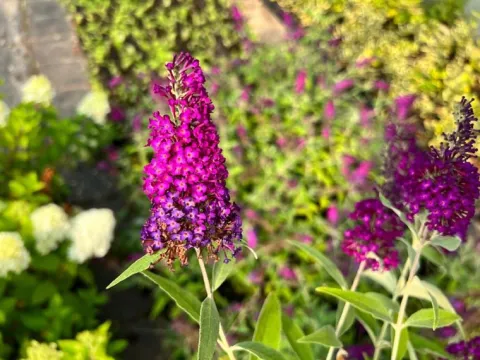Budleja Dawida 'Magenta Munchkin' (Buddleja davidii) Doniczka 2.0L