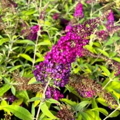 Budleja Dawida 'Magenta Munchkin' (Buddleja davidii) Doniczka 2.0L