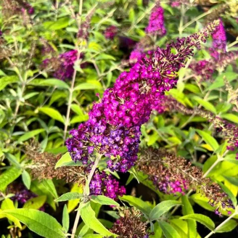 Budleja Dawida 'Magenta Munchkin' (Buddleja davidii) Doniczka 2.0L
