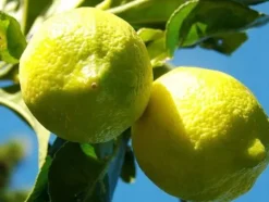 Cytryna zwyczajna Limone Lemon owocuje PA 30-50cm C2