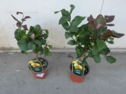 Cytryna zwyczajna Limone Lemon owocuje PA 30-50cm C2