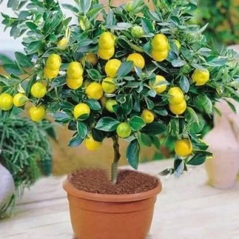 Cytryna zwyczajna Limone Lemon owocuje PA 30-50cm C2