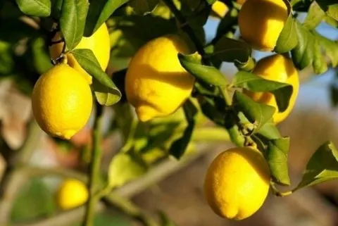 Cytryna zwyczajna Limone Lemon owocuje PA 30-50cm C2