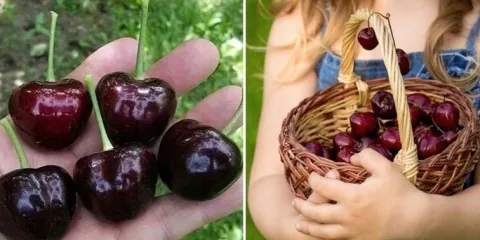 Czereśnia UKRAIŃSKA owoc GIGANT EUFORIA SMAKU