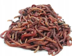 Dżdżownice kalifornijskie, dendrobena veneta 0.5kg