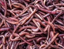 Dżdżownice trawnikowe 1kg