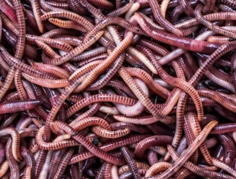Dżdżownice trawnikowe 1kg