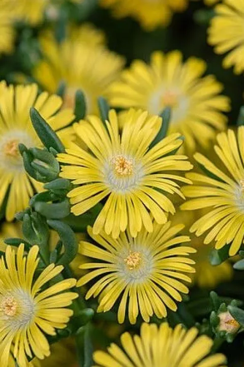 Delosperma Solstice Yellow - Delosperma cooperi