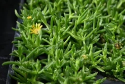 Delosperma Solstice Yellow - Delosperma cooperi
