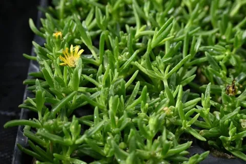 Delosperma Solstice Yellow - Delosperma cooperi
