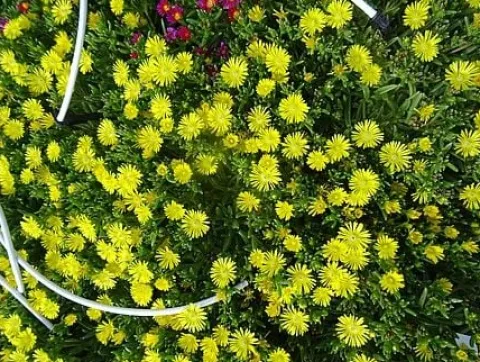 Delosperma Solstice Yellow - Delosperma cooperi