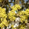 DEREŃ JADALNY Cornus mas - sadzonki w doniczkach