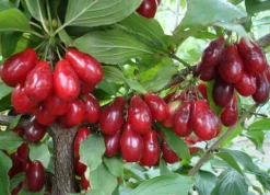 DEREŃ JADALNY Cornus mas - sadzonki w doniczkach