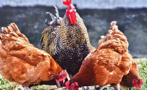 DJ Nioska Granulat Pasza dla Kur Niosek Karma Granulowana Neorol 25kg
