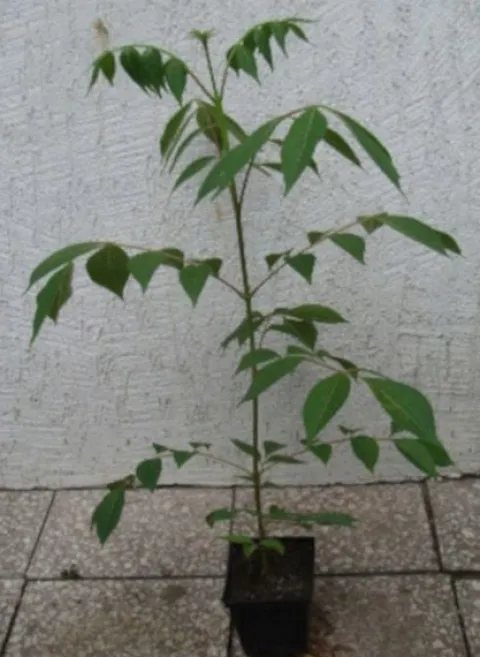 EWODIA KOREAŃSKA Daniellii Miododajna - sadzonki w doniczkach