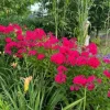 Floks wiechowaty 'Cherry Red' Czerwony (Phlox paniculata) Płomyk Niski