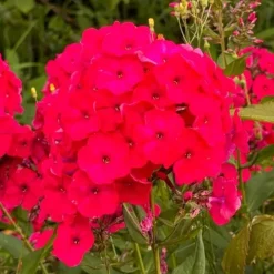 Floks wiechowaty 'Cherry Red' Czerwony (Phlox paniculata) Płomyk Niski