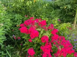 Floks wiechowaty 'Cherry Red' Czerwony (Phlox paniculata) Płomyk Niski