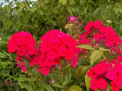 Floks wiechowaty 'Cherry Red' Czerwony (Phlox paniculata) Płomyk Niski