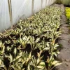 Funkia Hosta 'Fire and Ice' Biało Zielone Liście Doniczka 2.0L