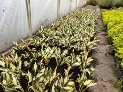 Funkia Hosta 'Fire and Ice' Biało Zielone Liście Doniczka 2.0L