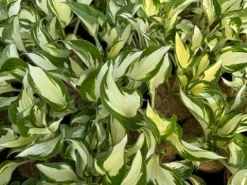Funkia Hosta 'Fire and Ice' Biało Zielone Liście Doniczka 2.0L