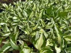 Funkia Hosta 'Fire and Ice' Biało Zielone Liście Doniczka 2.0L