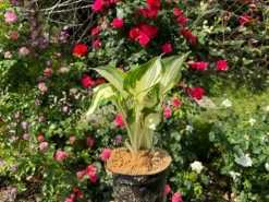 Funkia Hosta 'Fire and Ice' Biało Zielone Liście Doniczka 2.0L