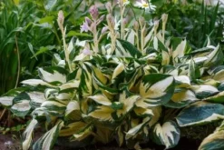 Funkia Hosta 'Fire and Ice' Biało Zielone Liście Doniczka 2.0L