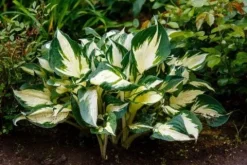 Funkia Hosta 'Fire and Ice' Biało Zielone Liście Doniczka 2.0L