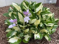Funkia Hosta 'Fire and Ice' Biało Zielone Liście Doniczka 2.0L