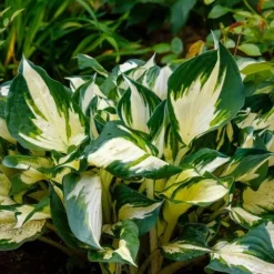 Funkia Hosta 'Fire and Ice' Biało Zielone Liście Doniczka 2.0L