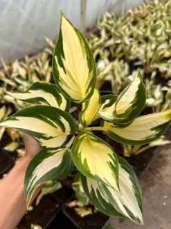 Funkia Hosta 'Fire and Ice' Biało Zielone Liście Doniczka 2.0L