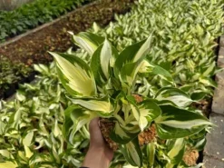 Funkia Hosta 'Fire and Ice' Biało Zielone Liście Doniczka 2.0L