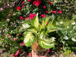 Funkia Hosta 'Fire and Ice' Biało Zielone Liście Doniczka 2.0L
