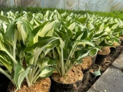 Funkia Hosta 'Fire and Ice' Biało Zielone Liście Doniczka 2.0L