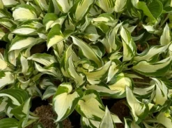 Funkia Hosta 'Fire and Ice' Biało Zielone Liście Doniczka 2.0L