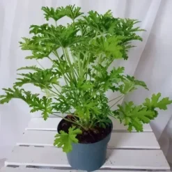 GERANIUM ANGINKA ROŚLINA LECZNICZA gęsta XL don.Ø13cm