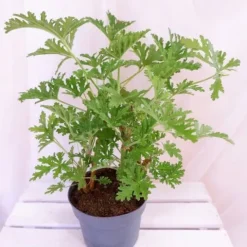 GERANIUM ANGINKA ROŚLINA LECZNICZA gęsta XL don.Ø13cm