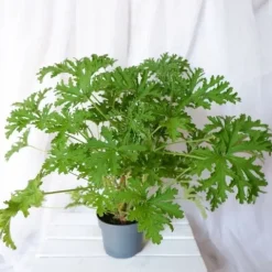 GERANIUM ANGINKA ROŚLINA LECZNICZA gęsta XL don.Ø13cm
