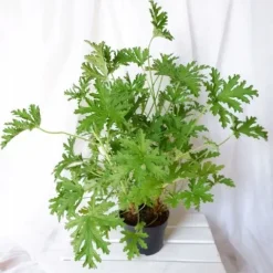 GERANIUM ANGINKA ROŚLINA LECZNICZA gęsta XL don.Ø13cm