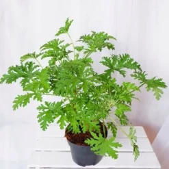 GERANIUM ANGINKA ROŚLINA LECZNICZA gęsta XL don.Ø13cm