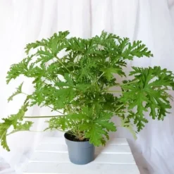 GERANIUM ANGINKA ROŚLINA LECZNICZA gęsta XL don.Ø13cm
