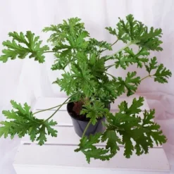GERANIUM ANGINKA ROŚLINA LECZNICZA gęsta XL don.Ø13cm