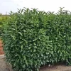 GK LAUROWIŚNIA WSCHODNIA NOVITA ŻYWOPŁOT 60-80 CM.