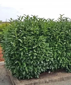 GK LAUROWIŚNIA WSCHODNIA NOVITA ŻYWOPŁOT 60-80 CM.