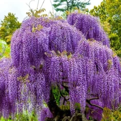 Glicynia chińska WISTERIA Fioletowe grona kwiatów Sadzonki w doniczkach P9