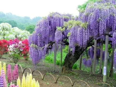 Glicynia chińska WISTERIA Fioletowe grona kwiatów Sadzonki w doniczkach P9